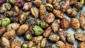 From Childhood Snack to Luxury Delicacy: The 500,000 VND Specialty Seed - image 4