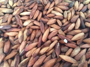 From Childhood Snack to Luxury Delicacy: The 500,000 VND Specialty Seed - image 3