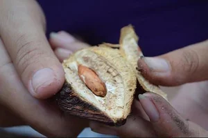 From Childhood Snack to Luxury Delicacy: The 500,000 VND Specialty Seed - image 0