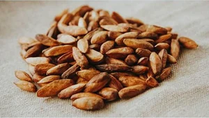 From Childhood Snack to Luxury Delicacy: The 500,000 VND Specialty Seed - image 7