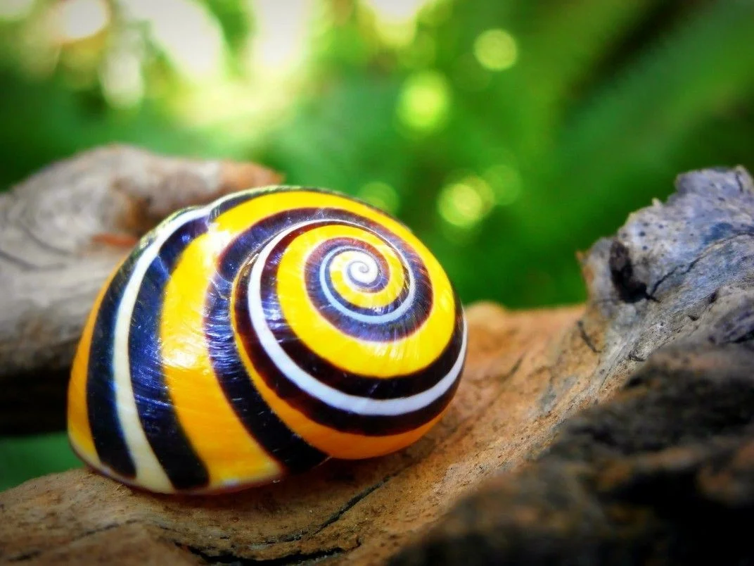 Meet the Cuban Painted Snail: Nature’s Most Vibrant Living Masterpiece