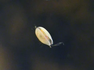 Discover the Strange Sesame Seed Crustacean You Have Never Seen Before - image 0