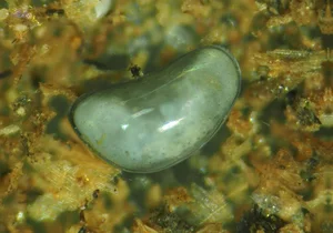 Discover the Strange Sesame Seed Crustacean You Have Never Seen Before - image 11