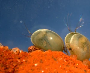 Discover the Strange Sesame Seed Crustacean You Have Never Seen Before - image 4