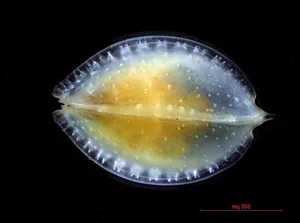 Discover the Strange Sesame Seed Crustacean You Have Never Seen Before - image 8