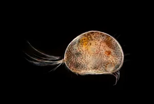 Discover the Strange Sesame Seed Crustacean You Have Never Seen Before - image 3
