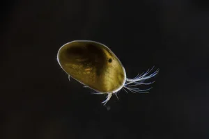Discover the Strange Sesame Seed Crustacean You Have Never Seen Before - image 13