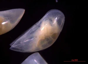 Discover the Strange Sesame Seed Crustacean You Have Never Seen Before - image 12