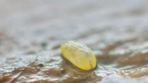 Discover the Strange Sesame Seed Crustacean You Have Never Seen Before - image 5