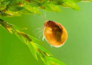 Discover the Strange Sesame Seed Crustacean You Have Never Seen Before - image 6