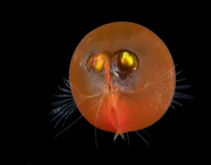 Discover the Strange Sesame Seed Crustacean You Have Never Seen Before - image 10
