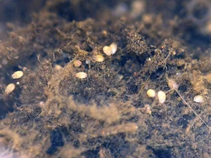 Discover the Strange Sesame Seed Crustacean You Have Never Seen Before - image 2