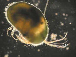 Discover the Strange Sesame Seed Crustacean You Have Never Seen Before - image 9