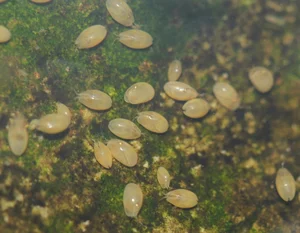 Discover the Strange Sesame Seed Crustacean You Have Never Seen Before - image 7