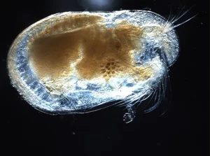 Discover the Strange Sesame Seed Crustacean You Have Never Seen Before - image 1
