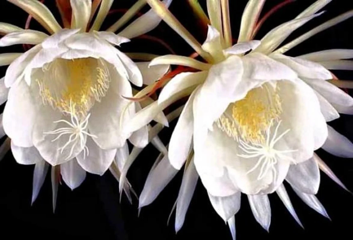 5 Incredibly Rare Flowers in the World That Money Simply Cannot Buy