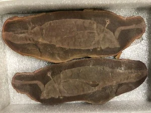 Mysterious and Bizarre Fossil Creatures That Continue to Baffle Paleontologists - image 4