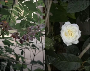 A Peek Inside the Floral Oasis of 'People's Wife' Phuong Ly - image 1