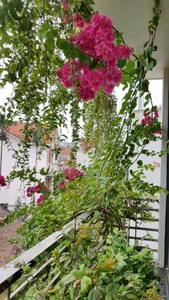 30 Stunning Front Yard Flower Trellis and Climbing Plant Designs for Shade - image 5