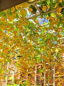 30 Stunning Front Yard Flower Trellis and Climbing Plant Designs for Shade - image 16
