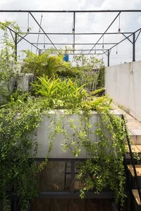30 Stunning Front Yard Flower Trellis and Climbing Plant Designs for Shade - image 3