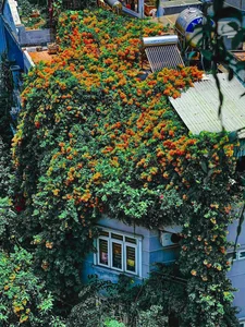 30 Stunning Front Yard Flower Trellis and Climbing Plant Designs for Shade - image 25