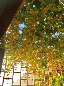 30 Stunning Front Yard Flower Trellis and Climbing Plant Designs for Shade - image 6