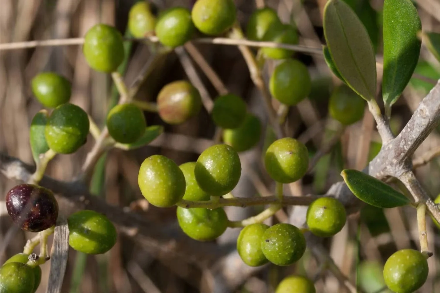 The Secrets of the Argan Tree: Discovering the Story Behind the World's Liquid Gold