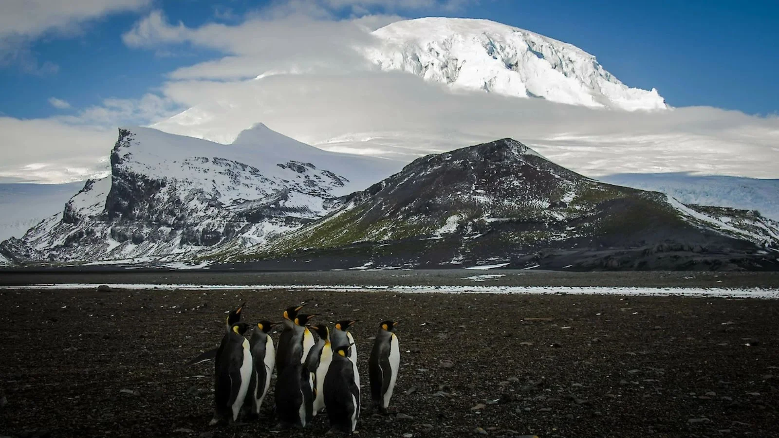 Inside the Penguin Paradise: Navigating Wildlife Conservation and Global Trade Impacts