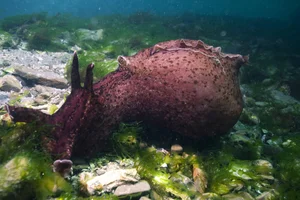 The Dark Side of Evolution: Unconventional Survival and Reproduction Strategies in Wildlife - image 5