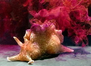 The Dark Side of Evolution: Unconventional Survival and Reproduction Strategies in Wildlife - image 1