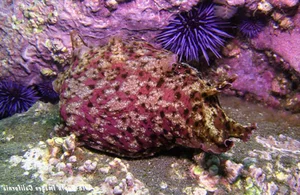 The Dark Side of Evolution: Unconventional Survival and Reproduction Strategies in Wildlife - image 7