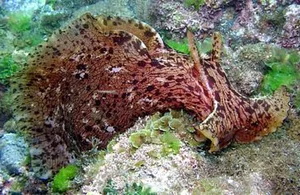 The Dark Side of Evolution: Unconventional Survival and Reproduction Strategies in Wildlife - image 0