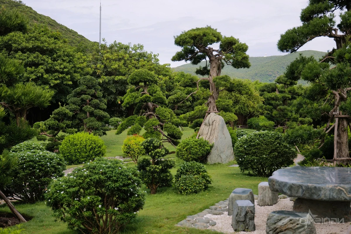 Discovering the Ancient Centuries-Old Trees of Hon Tre Island