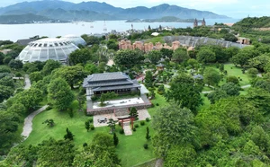 Discovering the Ancient Centuries-Old Trees of Hon Tre Island - image 1