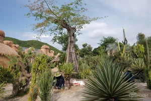 Discovering the Ancient Centuries-Old Trees of Hon Tre Island - image 8