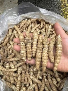 Discovering Crosne: The Unique Worm-Like Root Vegetable - image 1