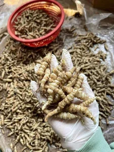 Discovering Crosne: The Unique Worm-Like Root Vegetable - image 0