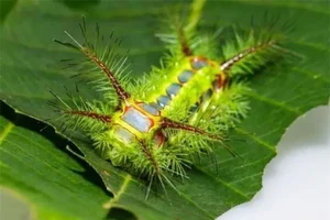 Cảnh báo những loài động vật có độc tố cực mạnh tại Việt Nam - image 6