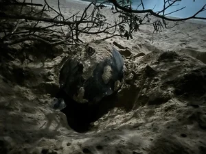 Endangered Green Sea Turtles Return to Con Dao for Second Nesting - image 4