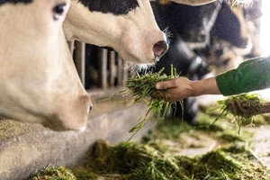 Vinamilk Green Farm: Unlocking Nature Through Sustainable Ecological Dairy Farming Models - image 5