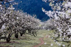 Vietnam Destinations Achieve Global Acclaim at World Travel Awards 2023 - image 6