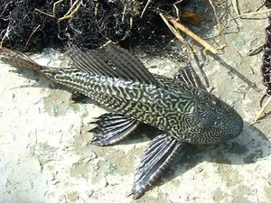 The Amazing Mudskipper: Vietnam’s Tree-Climbing Fish and Its Rising Culinary Popularity - image 0