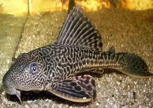The Amazing Mudskipper: Vietnam’s Tree-Climbing Fish and Its Rising Culinary Popularity - image 4