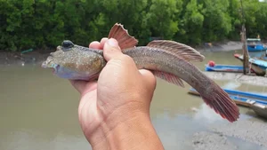 The Amazing Mudskipper: Vietnam’s Tree-Climbing Fish and Its Rising Culinary Popularity - image 1