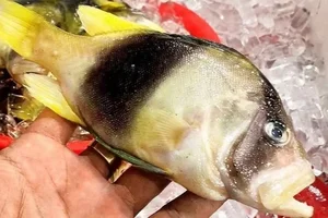 The Amazing Mudskipper: Vietnam’s Tree-Climbing Fish and Its Rising Culinary Popularity - image 5