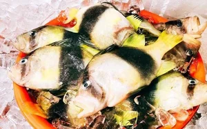 The Amazing Mudskipper: Vietnam’s Tree-Climbing Fish and Its Rising Culinary Popularity - image 6