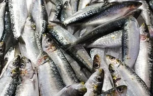 The Amazing Mudskipper: Vietnam’s Tree-Climbing Fish and Its Rising Culinary Popularity - image 2