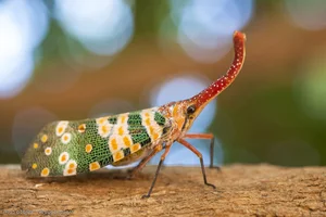 Vietnam's Exotic Flying Elephant Insect Is a Masterpiece of Nature - image 2
