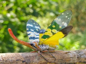 Vietnam's Exotic Flying Elephant Insect Is a Masterpiece of Nature - image 0